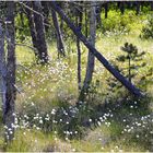 Frühling im Moor