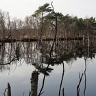 Frühling im Moor