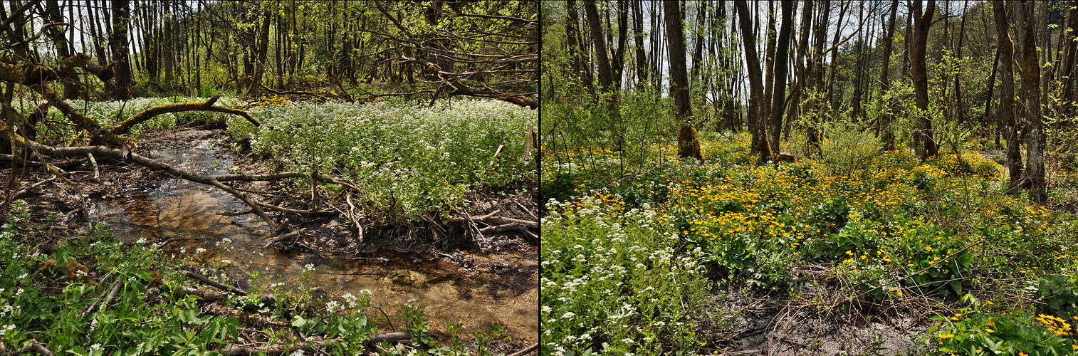 Frühling im Moor