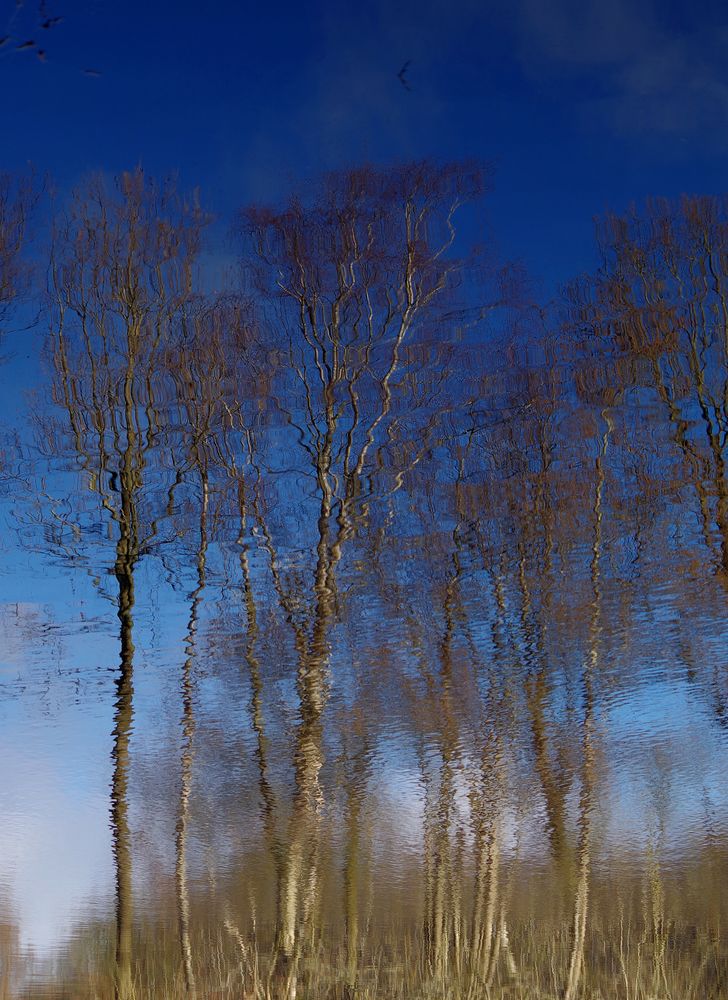 Frühling im Moor