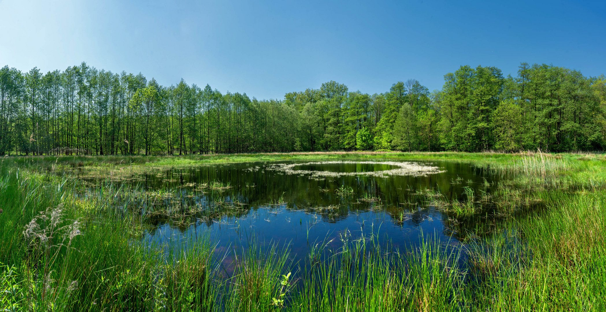 Frühling im Moor