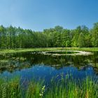 Frühling im Moor