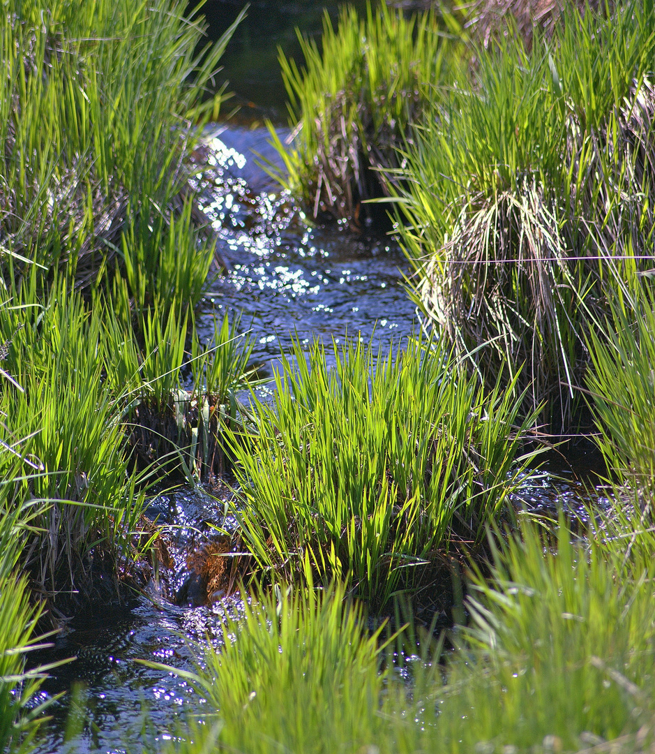 Frühling im Moor