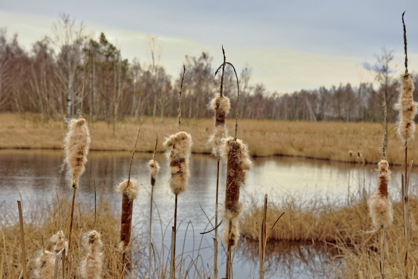 Frühling im Moor