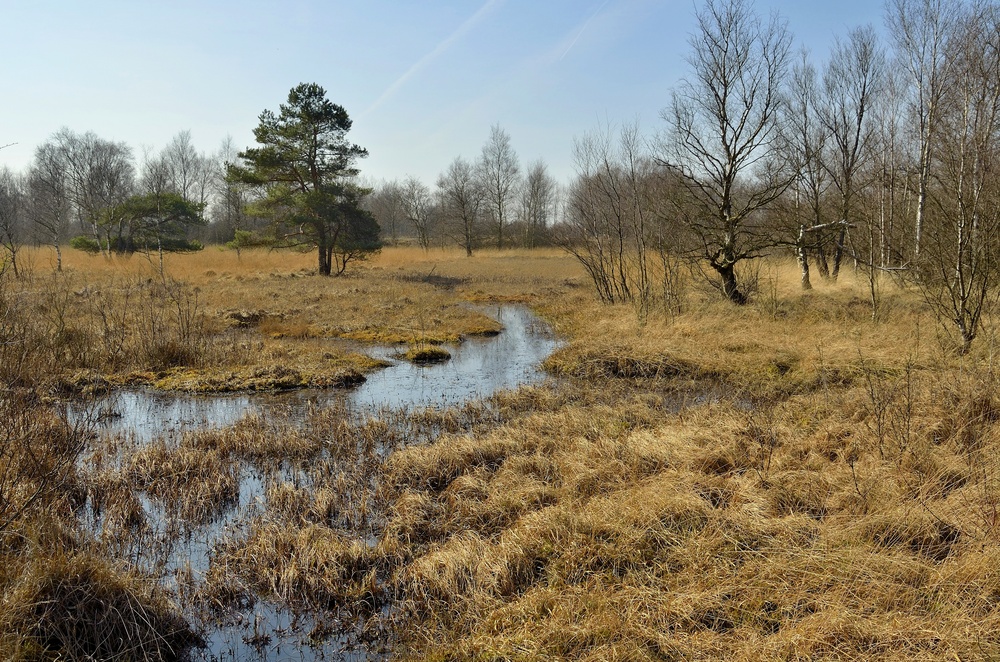 Frühling im Moor