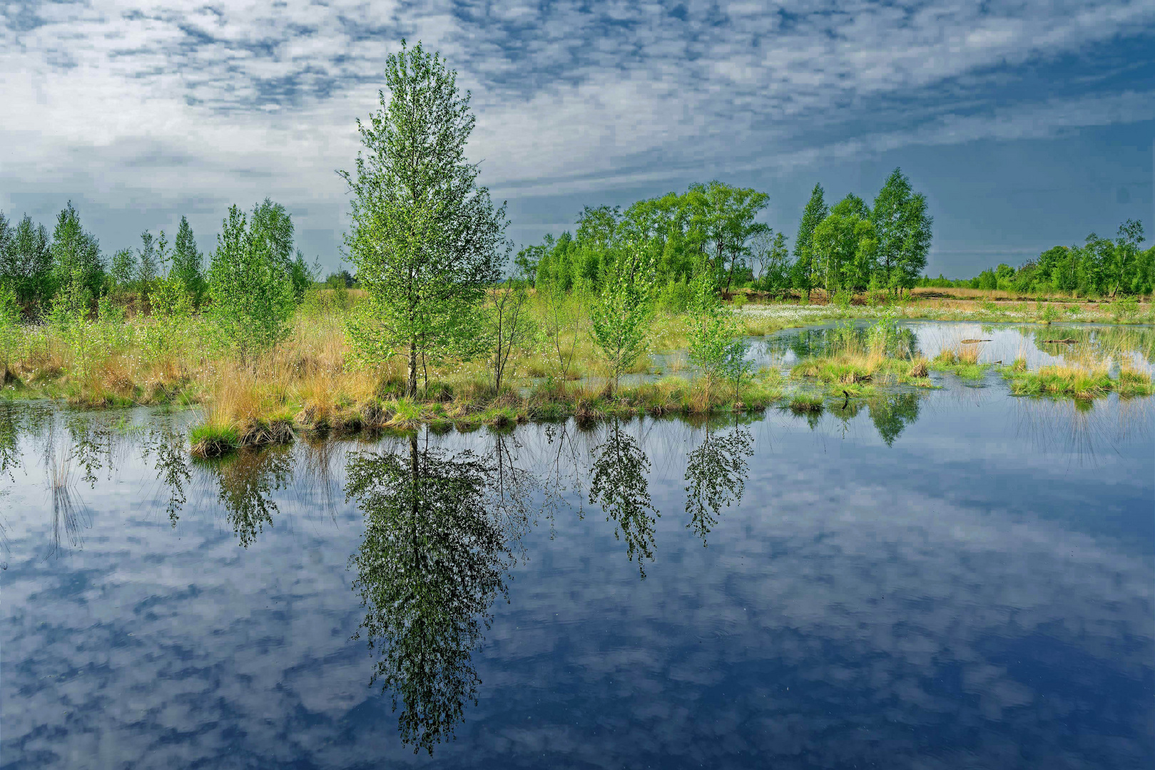 Frühling im Moor II