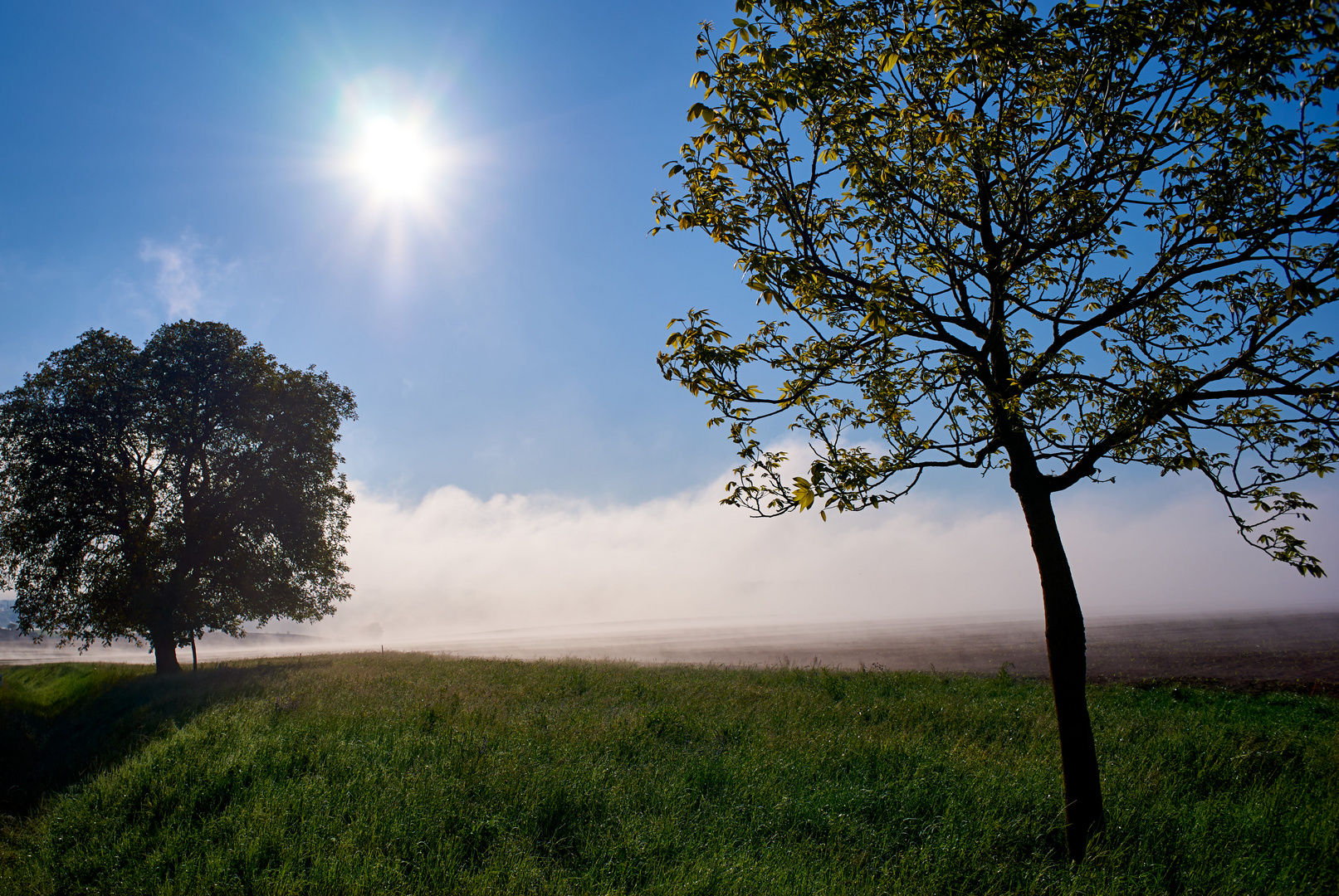 Frühling im Morgennebel