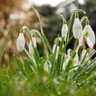 Frühling im Morgentau