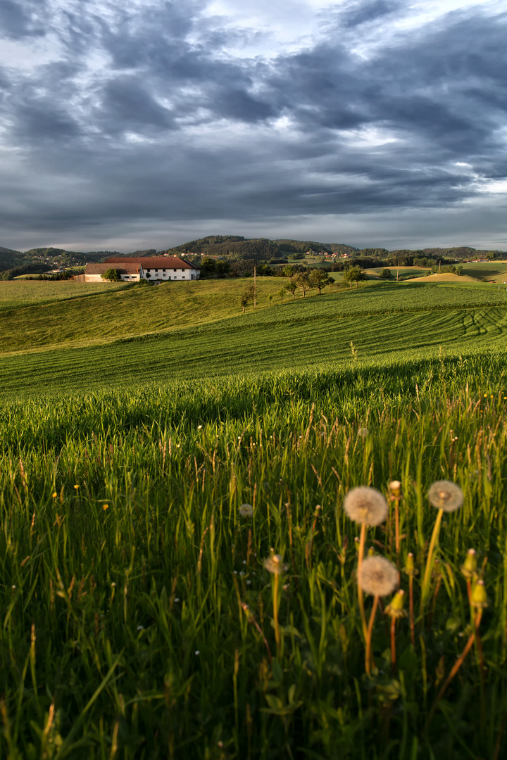 Frühling im Mühlviertel