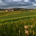 Frühling im Mühlviertel