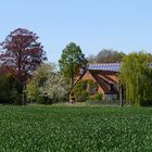 Frühling im Münsterland