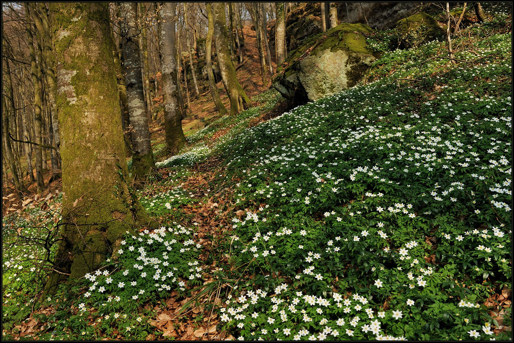 *Frühling im Mullerthal*