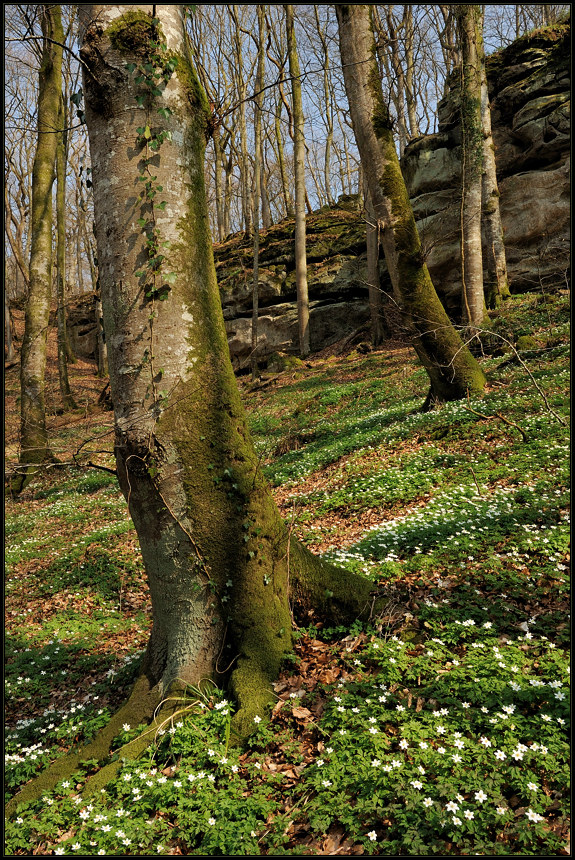 *Frühling im Mullerthal II*