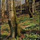 *Frühling im Mullerthal II*