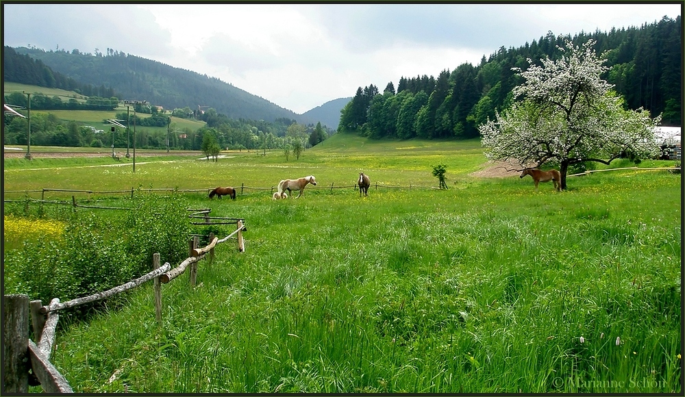 Frühling im Murgtal...