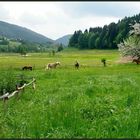 Frühling im Murgtal...