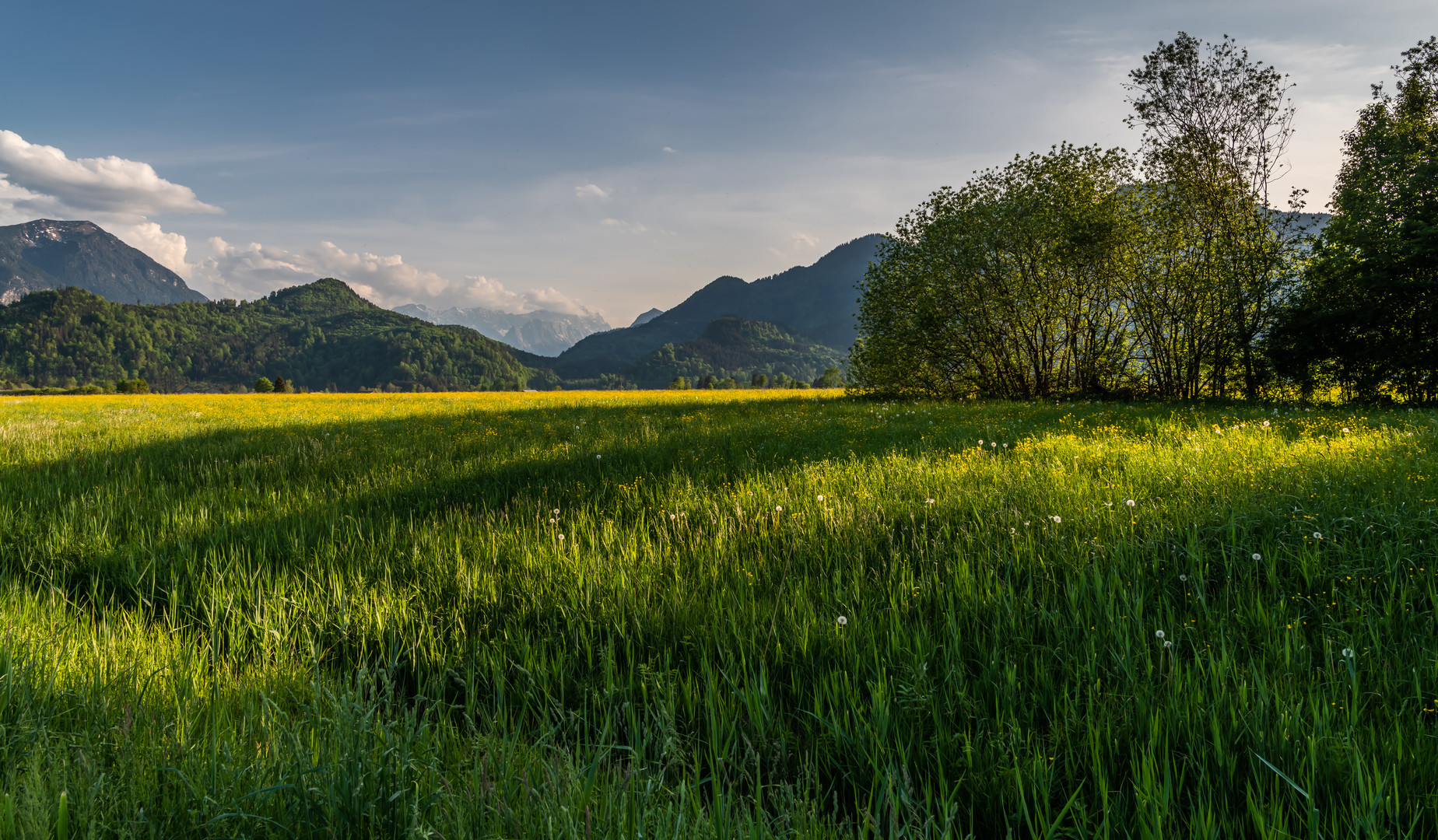 Frühling im Murnauer Moos