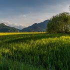 Frühling im Murnauer Moos