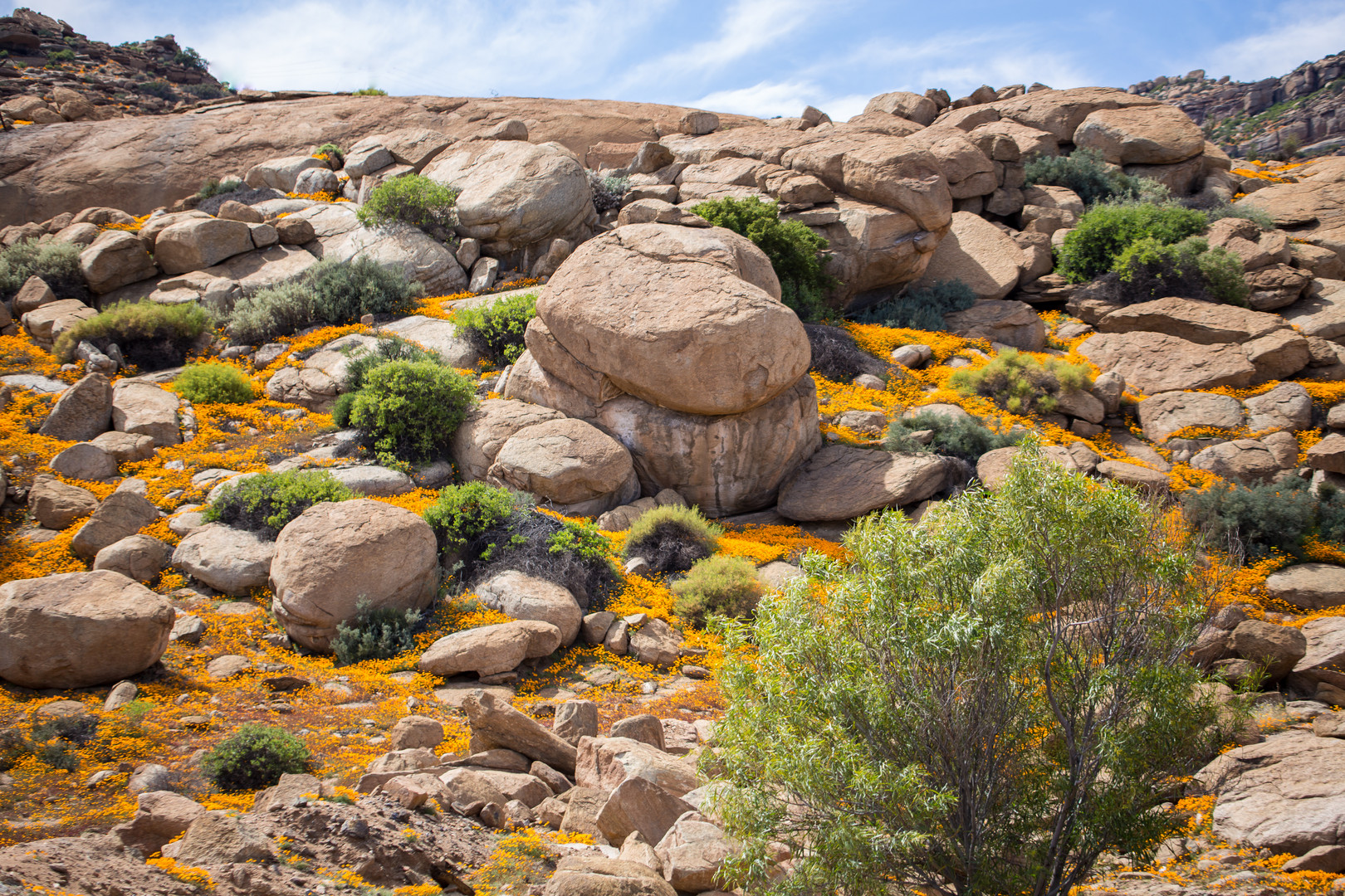 Frühling im Namaqualand (1)