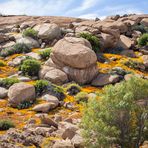 Frühling im Namaqualand (1)