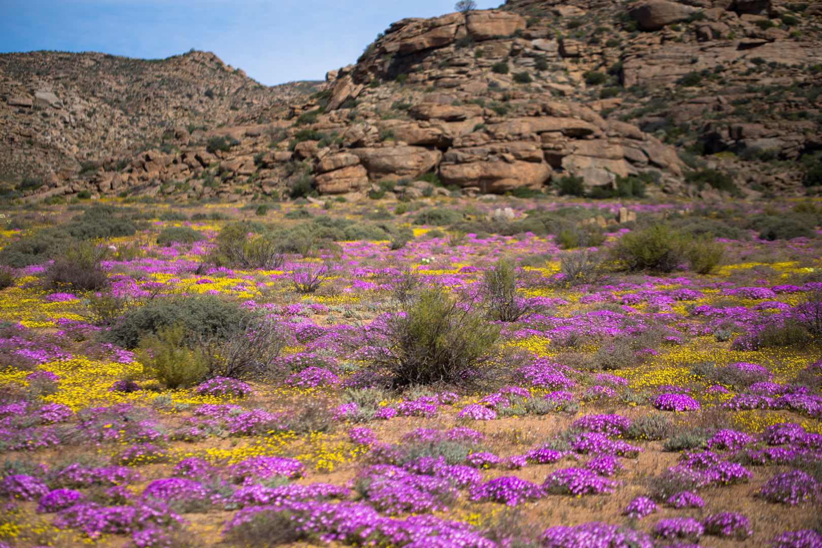 Frühling im Namaqualand (2)