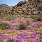 Frühling im Namaqualand (2)