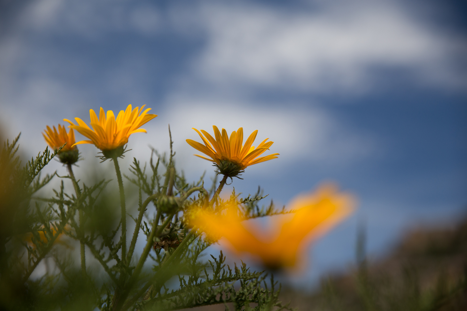 Frühling im Namaqualand (3)