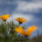 Frühling im Namaqualand (3)