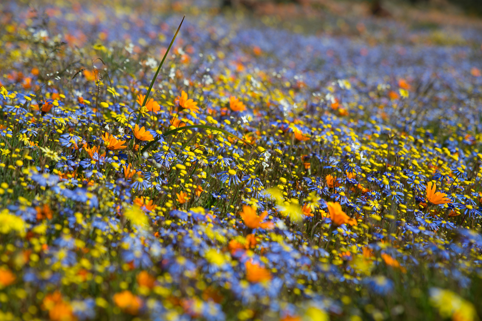 Frühling im Namaqualand (4)