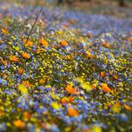 Frühling im Namaqualand (4)