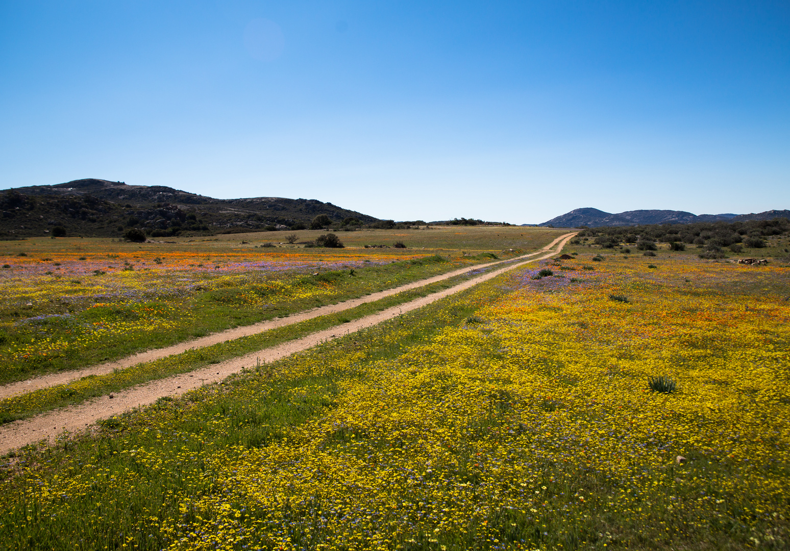 Frühling im Namaqualand (5)