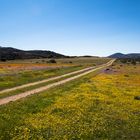 Frühling im Namaqualand (5)