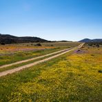 Frühling im Namaqualand (5)