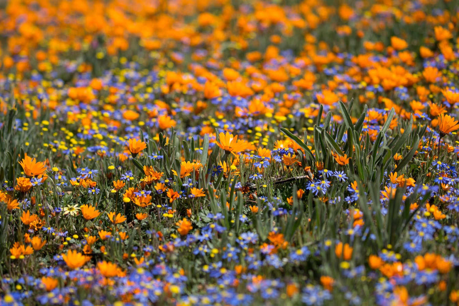 Frühling im Namaqualand (6)