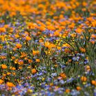 Frühling im Namaqualand (6)