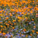 Frühling im Namaqualand (6)