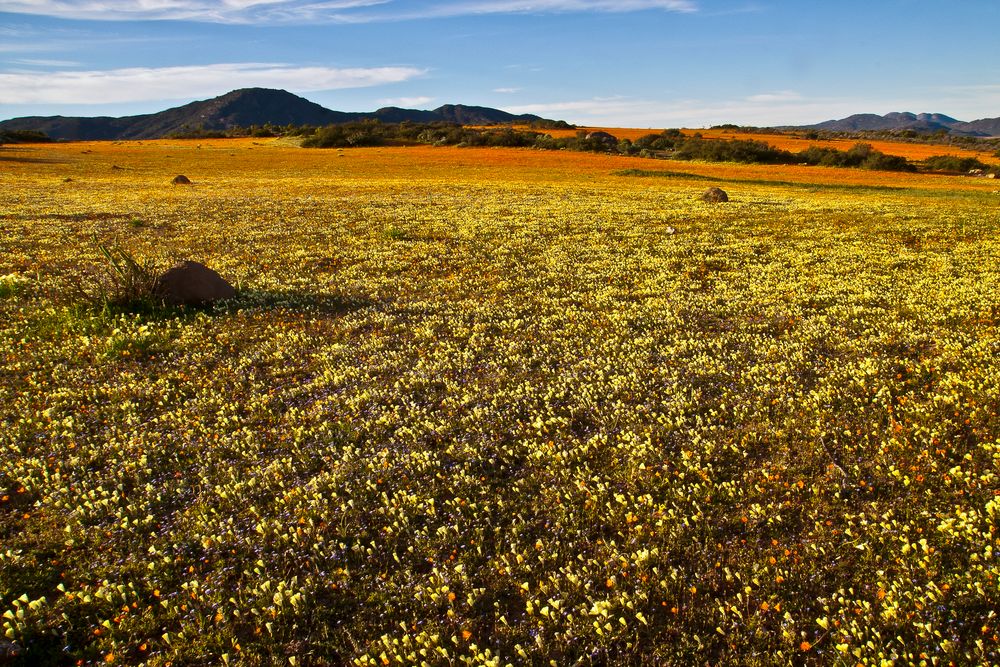 Frühling im Namaqualand