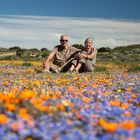 Frühling im Namaqualand