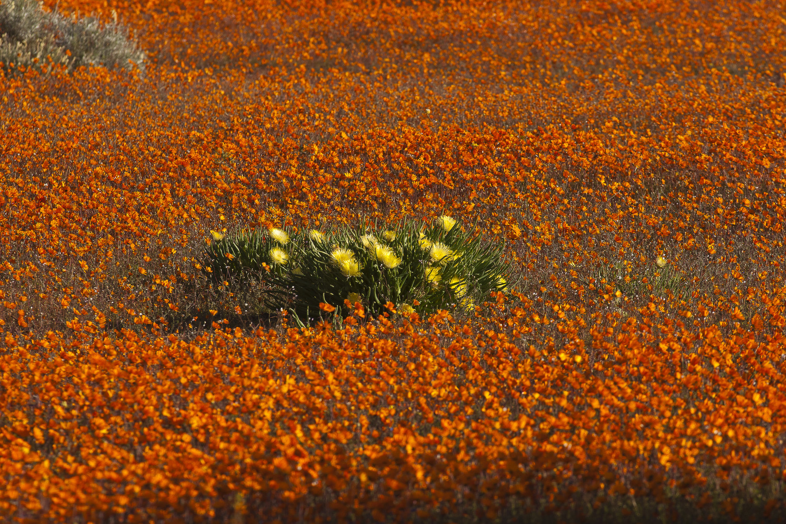 Frühling im Namaqualand