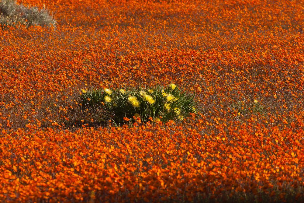 Frühling im Namaqualand