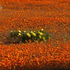 Frühling im Namaqualand