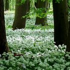 Frühling im Nationalpark Hainich