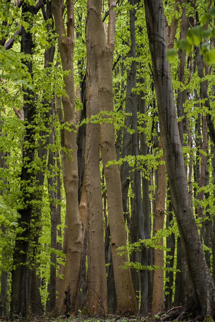 Frühling im Nationalpark Jasmund 