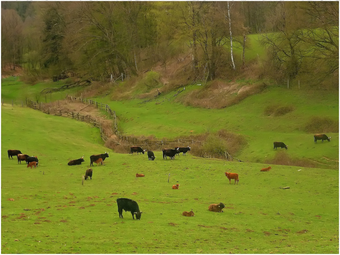 Frühling im Neandertal