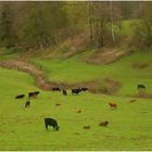 Frühling im Neandertal