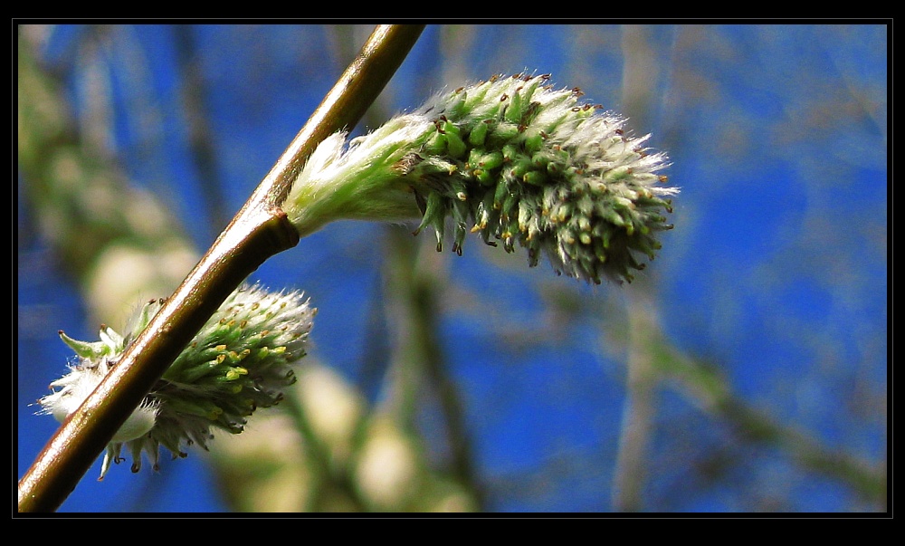 Frühling im Neandertal - Himmel..., nee das gestrüpp ist im weg ...schade