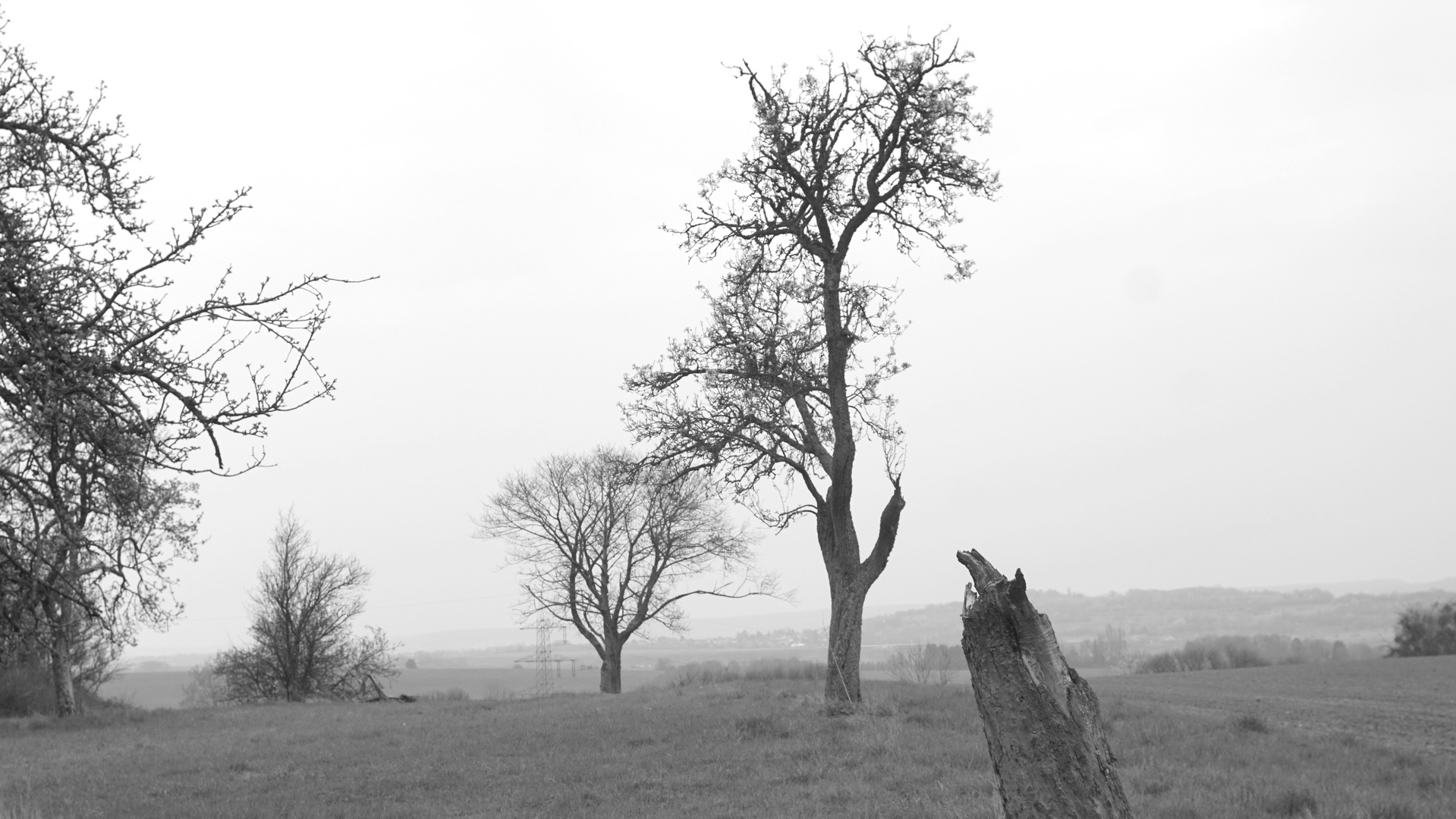 Frühling im Nebel