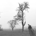 Frühling im Nebel