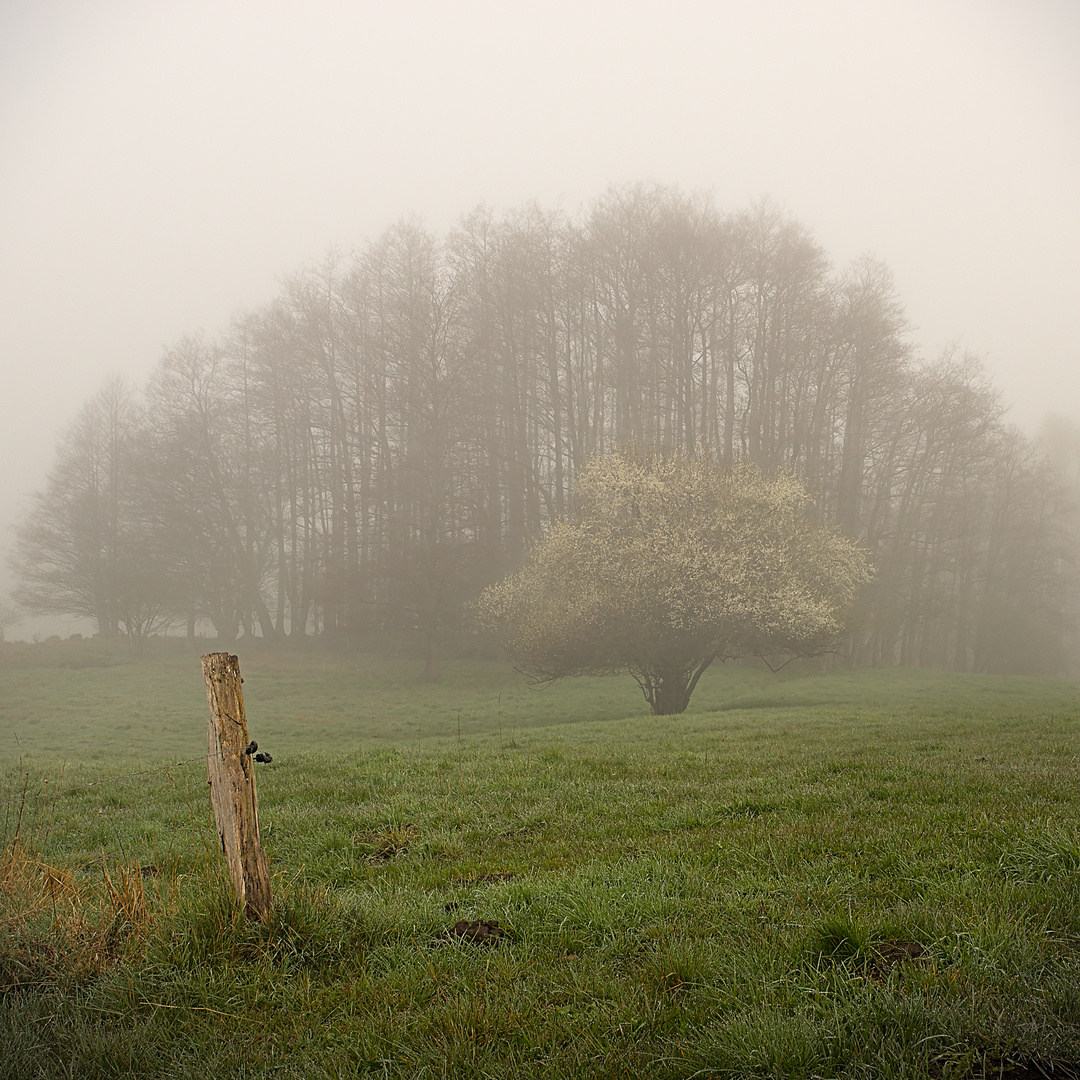 Frühling im Nebel