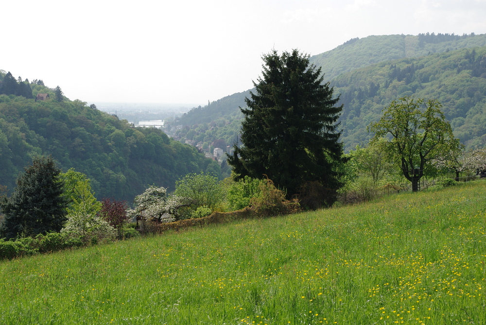 Frühling im Neckartal